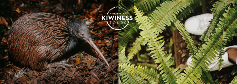 Where to see Kiwis in Auckland, New Zealand | KIWINESS TOURS