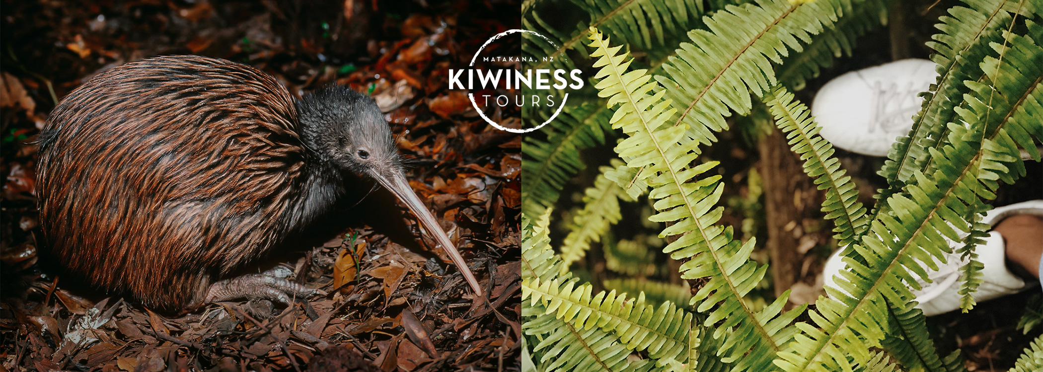 where-to-see-kiwis-in-auckland-new-zealand-kiwiness-tours